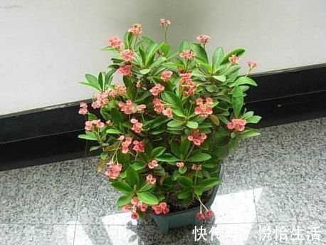 越来越多人不养绿萝了,如今都流行这种花,好看又旺财,花繁叶茂