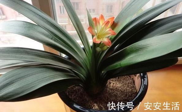 烂根|养花浇水,把控不好总引起烂根盆底铺垫上它们,轻松养根护根