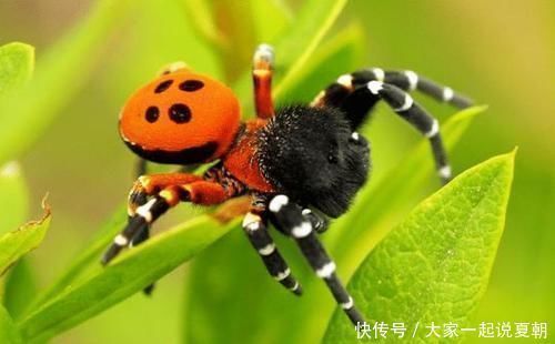 少爷！为何没文化叫“目不识丁”，“丁”字有何特殊？知道的人寥寥无几