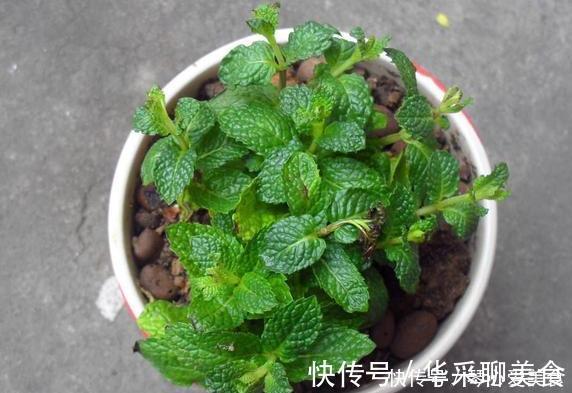 观赏性|喜欢盆栽这3款植物就赚大了,既能观赏又能治病,堪称天然药箱