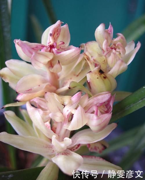 被誉为兰花“第一奇”,花型少有,花苞又大又香,这么多年0差评