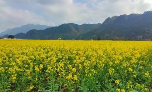 老年|超美超震撼！建德这片花海值得一看