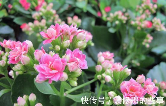 养殖|室内盆栽：金钱树、长寿花的养殖方法