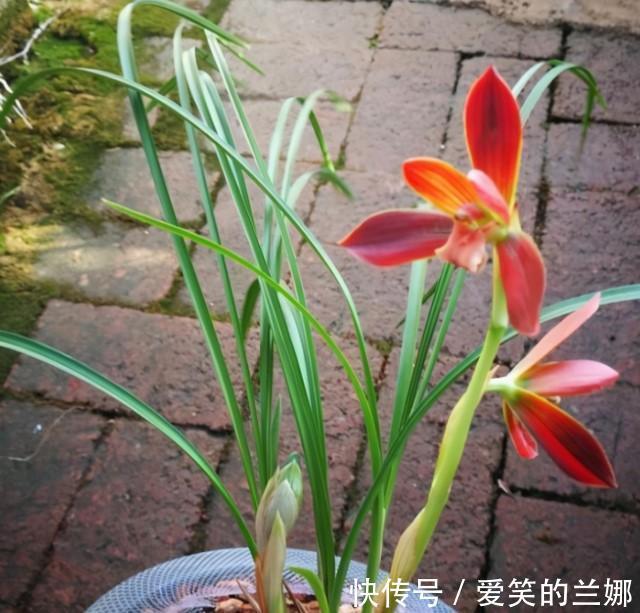 植物|这种植物堪称“国兰第一红”,红艳而不俗,新手也能养好