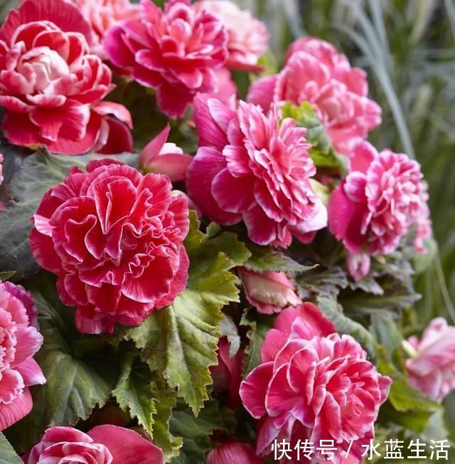 海棠|养这花就能把牡丹、茶花和三朵玫瑰的美丽结合在一起