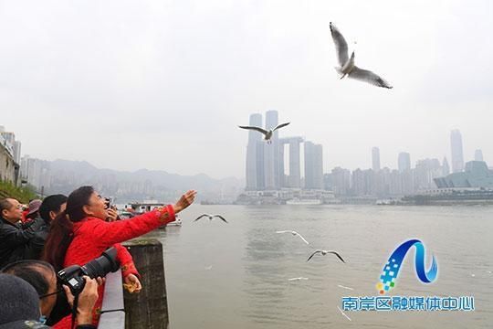  观赏|南滨路上红嘴鸥飞