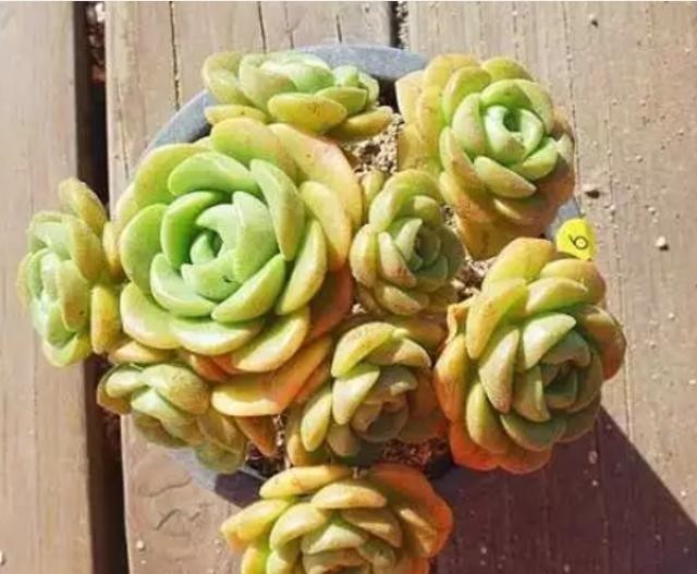 养在飘窗|有个飘窗小阳台,就养这2种带香味的多肉就够了,满屋子都是香味