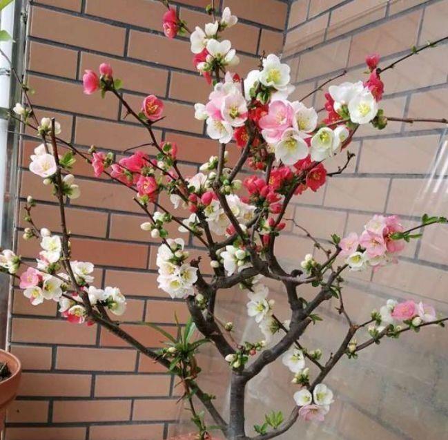 适合家养的4种花,净化空气,帮助睡眠,比绿萝好养很迷人