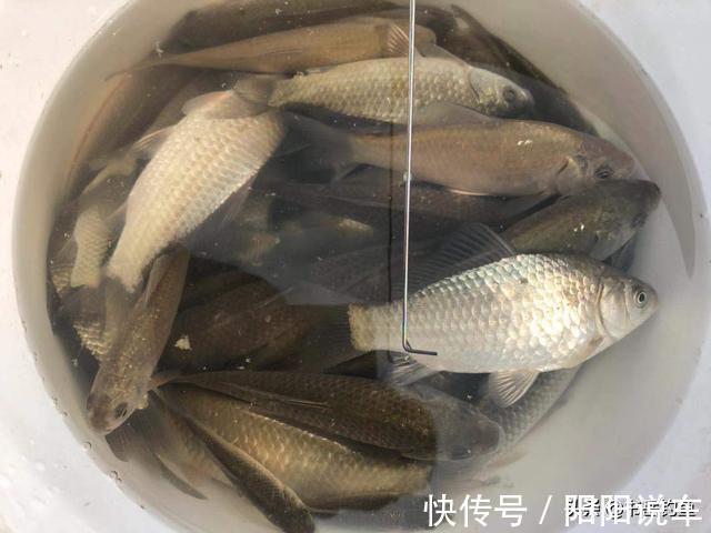 鲫鱼|蚯蚓饵料都不灵，夏钓鲫鱼只用米！钓鱼新手表示鲫鱼连竿也太容易