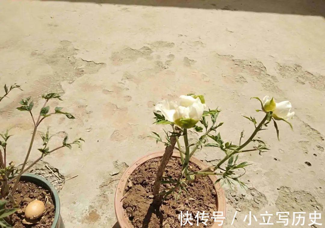 缺德商贩,把“绿化草”包装成“进口花”来卖,上当的人真不少