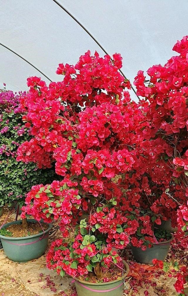 三角梅不开花,变“刺头”,教你2招拔出刺,满枝全是花球!