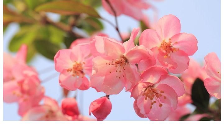 宫崎骏|当年的《大鱼海棠》经典催泪台词,你还记得吗?