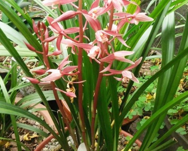 家中兰花如何“分盆”呢学会三个小方法,枝叶繁绿生根快!