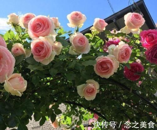 月季花|号称开花机器的4种花,能开花一整年,好看又好养,室内也能栽