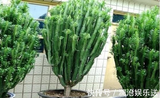 种花|常见的2种花，夏天多“切几刀”，才能呼呼冒“新芽”，翻倍的长