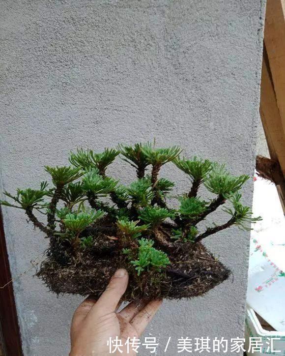 野草|路边野草,种盆里变成值钱盆景,超好养还好看