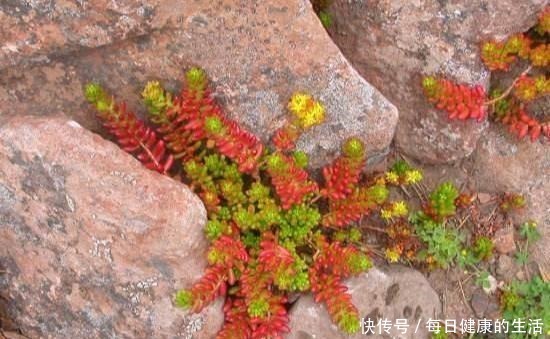 多肉惯着养,早晚变成“大白菜”,饥渴3个月,状态美成仙!