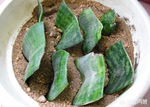 虎皮兰养植用多大、多深的盆？