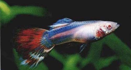 地球上10大孔雀鱼品种 第一尾部如马赛克 第四蛇王孔雀鱼