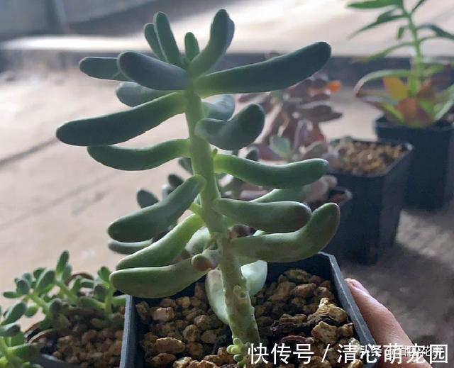 多肉植物|6种花，长高就“变丑”，株型低矮才“漂亮”，要舍得剪