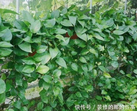 4种花给点水就呼呼长,不仅名字好听,花也超美,漂亮好养!