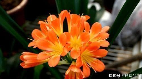 油烟机|爱喝油的君子兰,一年喝半斤,叶子厚实不黄叶,花开“一茬”接“一茬”