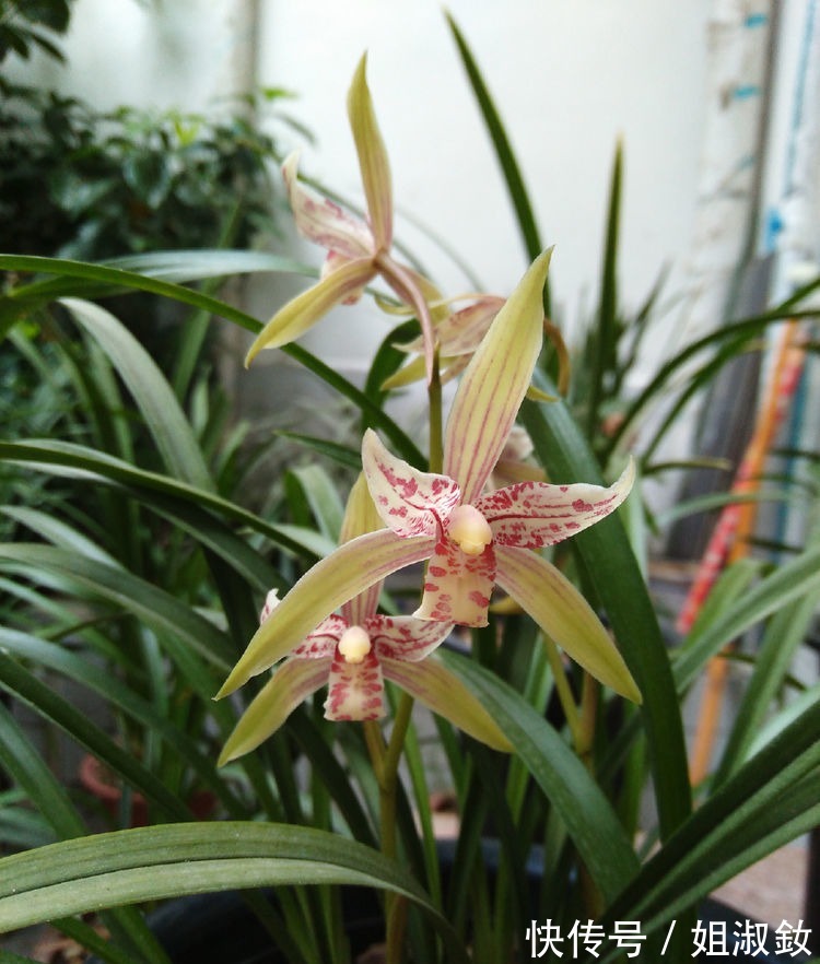 万山红遍|喜欢养花不妨养盆“葡萄冰山”,株型饱满,花大色艳,适合盆栽养