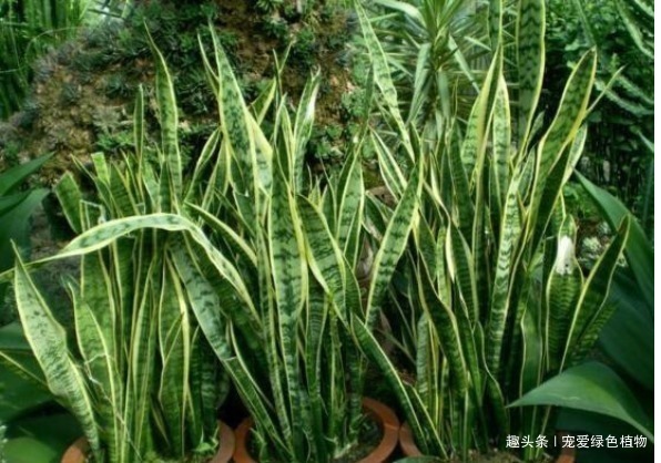 有害气体|养上“3种花”,就像请了“守护神”,一家老小“身体好”!