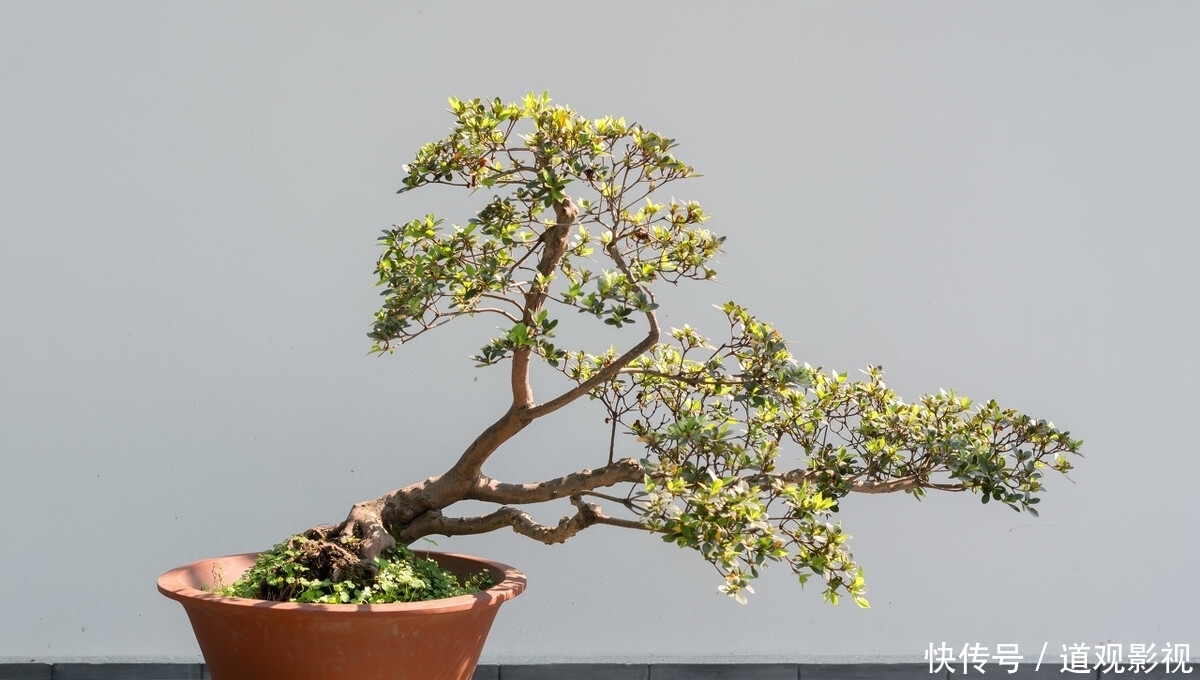 盆景的养护工作中,频繁出现徒长枝,4点原因要牢记,及时改正