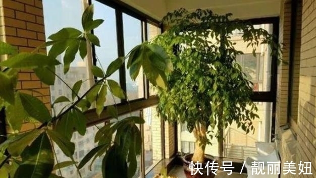 植物|天冷养花，早晨别做这几件事，植物才会感激你哦