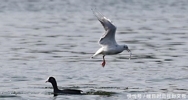 春季钓鱼,这5种天气鱼类很活跃,不去钓鱼可惜了!