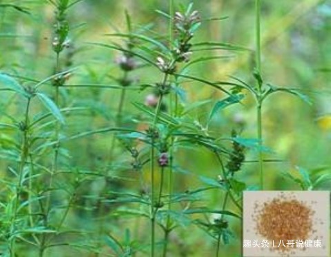 茺蔚子|女性不想妇科病缠身,煎服这种野草果,调经活血,还能“助孕”