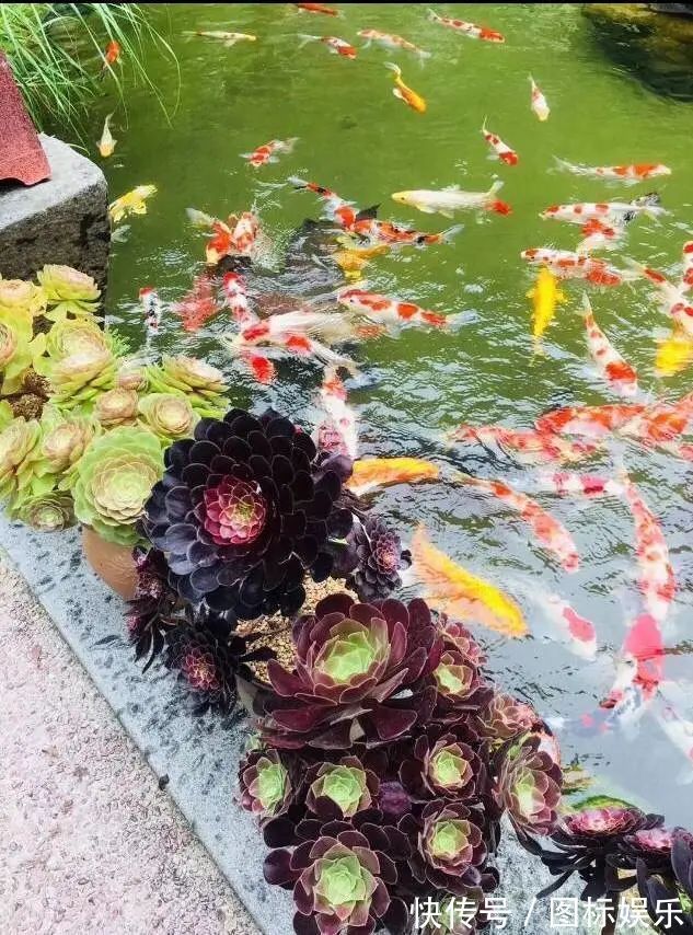 遇见,是一生!遇见多肉,是我的余生和全部!