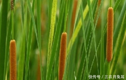 果实|农村一种野草,果实酷似香肠,水下藏着美味,城里30元一斤抢着要