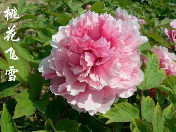 喜欢牡丹花，却一不小心买到芍药！附牡丹花品种图鉴大全