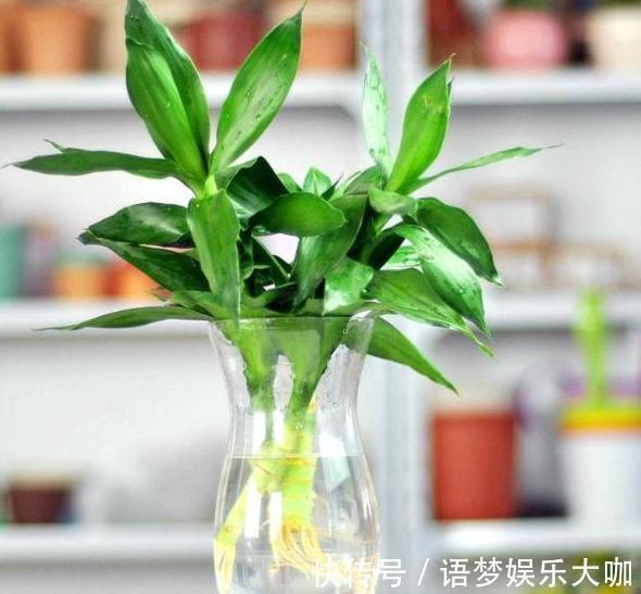 竹报平安|水培富贵竹养着养着就黄叶、不长个?注意4细节,株苗没问题!