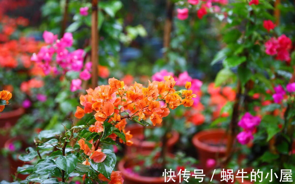 5种“漂亮花”，10月不要“乱浇水”，浇的越狠，死得越快