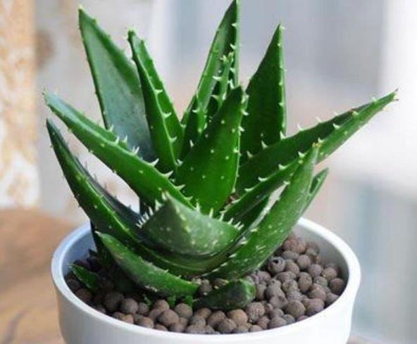 虎皮兰|客厅最适合养上4种花,叶子油绿、吸甲醛,植株漂亮上档次