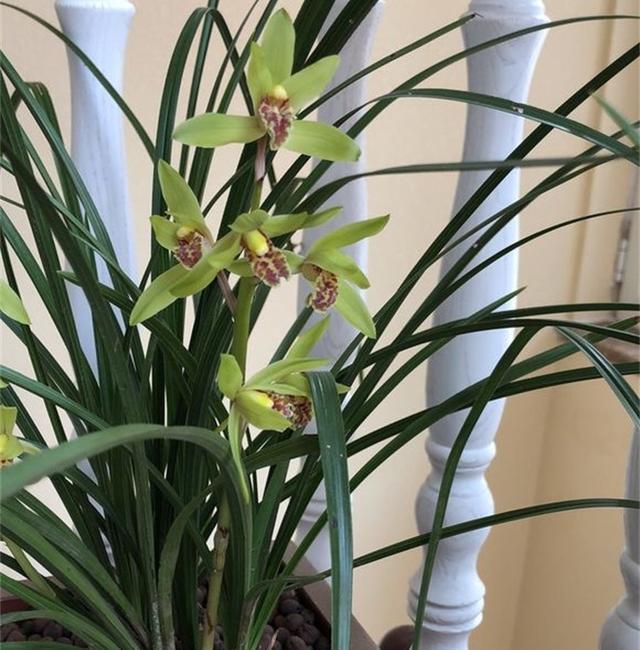 缺水|老花农说兰花这样浇,简单粗暴,保证10年不烂根,非常使用