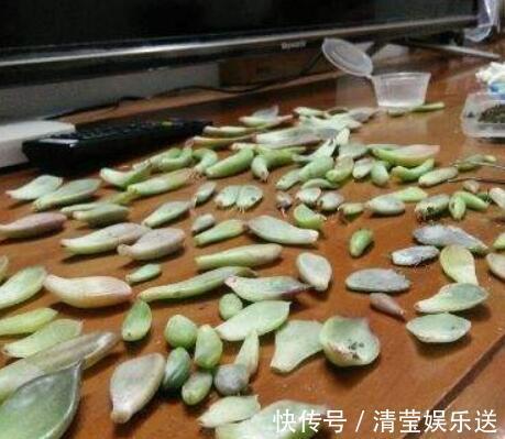 叶片|多肉叶插,记住3个小诀窍,生根发芽快,一棵变10棵,一盆变多盆