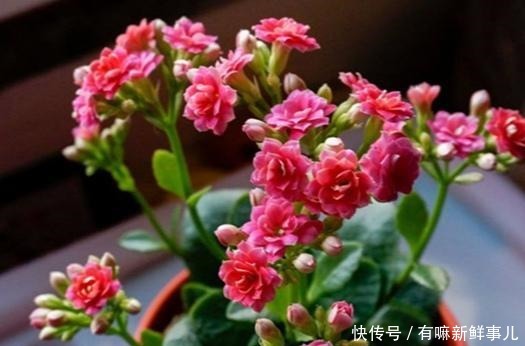 长寿花年年买年年扔只要不扔,简单几步恢复生机,当年就开花!