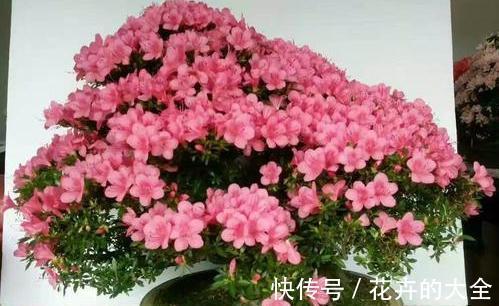 磷酸二氢钾|以下花想要养好难度大,需要熟知它的习性,养护上还要少犯错