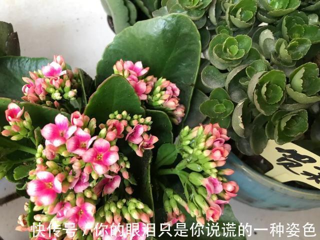 惹不起的花，叶子直径3米大，一片叶子盖住3个人