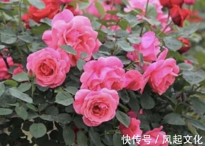 蟹爪兰、月季盆里加点“它”,花苞呼呼冒不停,一个月花朵开满枝