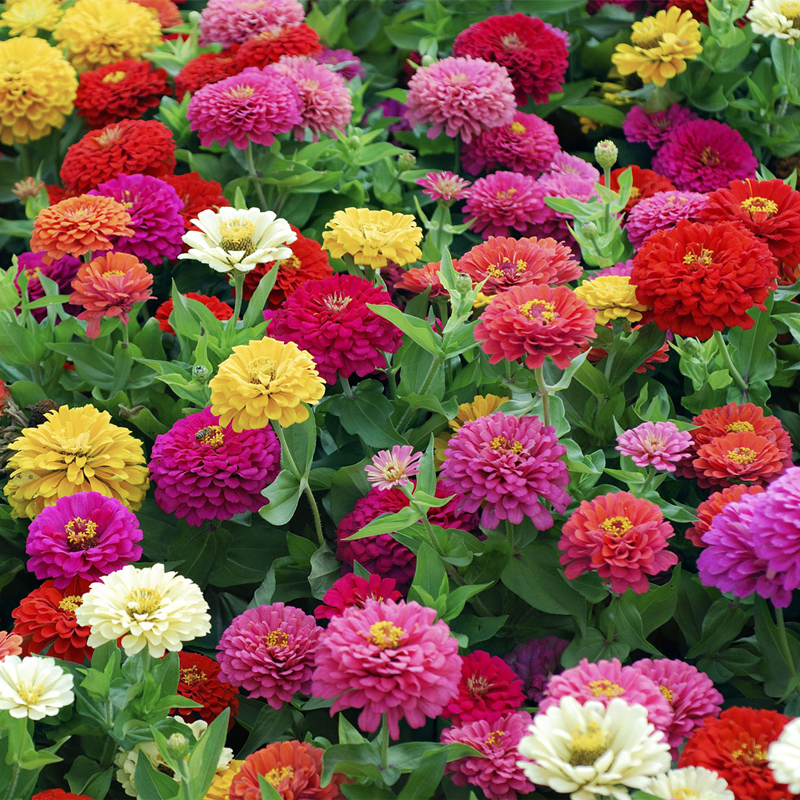 喜欢在家中养护花卉,就选花色绚丽,开花繁多,花开漂亮的3种花