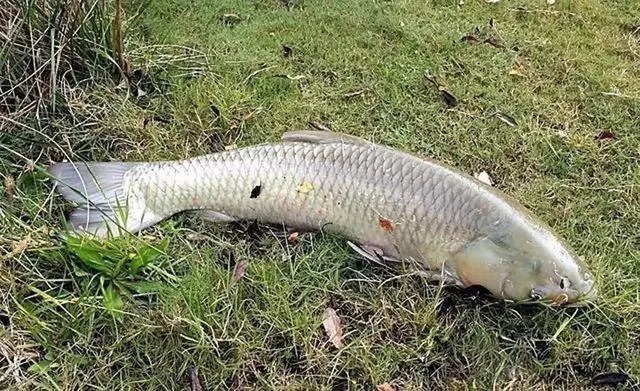 流速|入秋之后,选这几个地方下杆,大鲤大草疯狂钓不完!