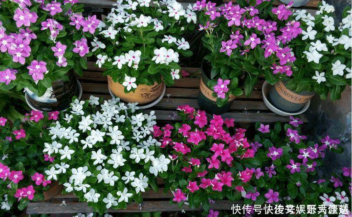 花期|5种“花卉”,最喜欢开花,每种都能花开200天以上,好看又好养