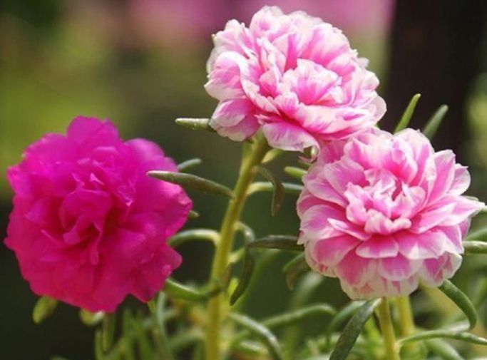 马蹄莲|5种花好养易活，最适合懒人养，不用管也能开花爆盆