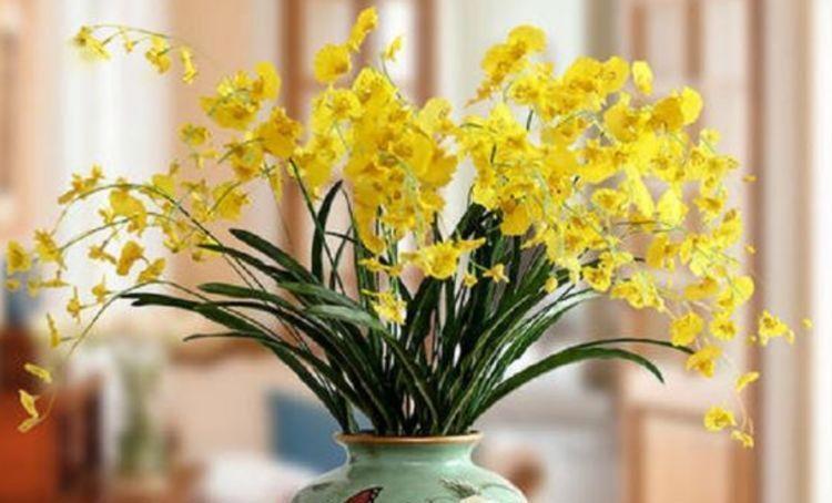 4种花很好养,栽土里就活,美丽鲜花,家里变成“小花园”