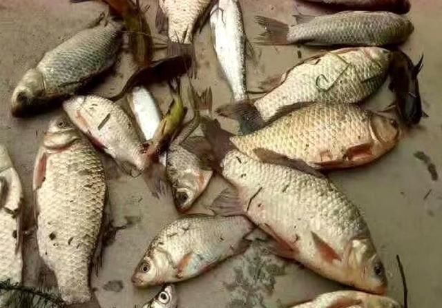 野钓千万别着急下竿,先做好这几个步骤,才能保证渔获告别空军